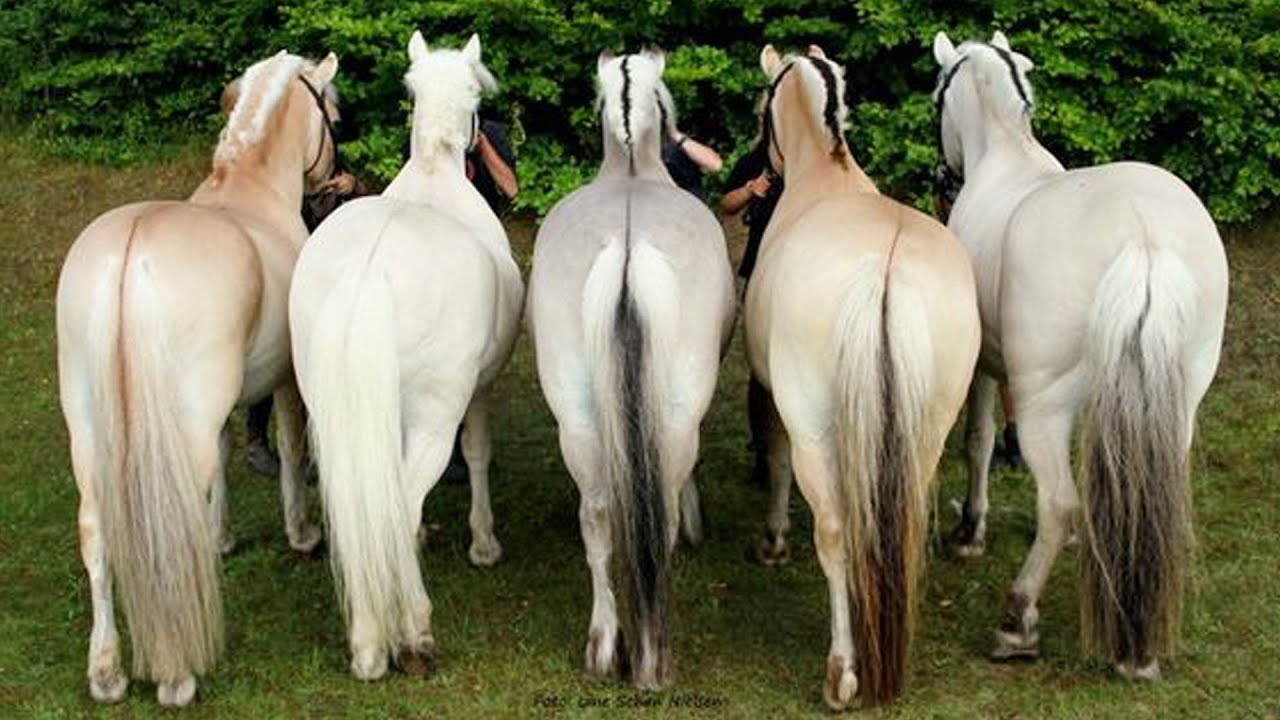 Cutest And funniest horse Videos Compilation cute moment of the horses - Horse world #13