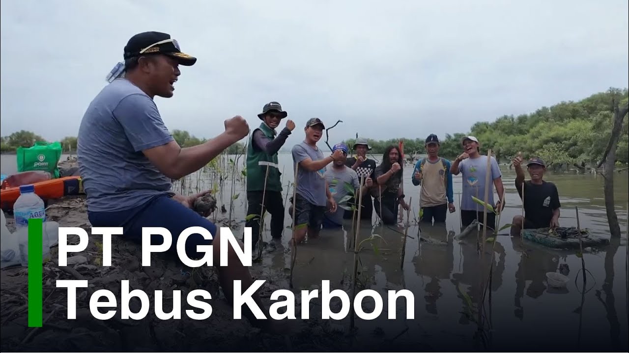 Penanaman Mangrove Bekasi: Tebus Karbon dengan Tanam Pantau Mangrove