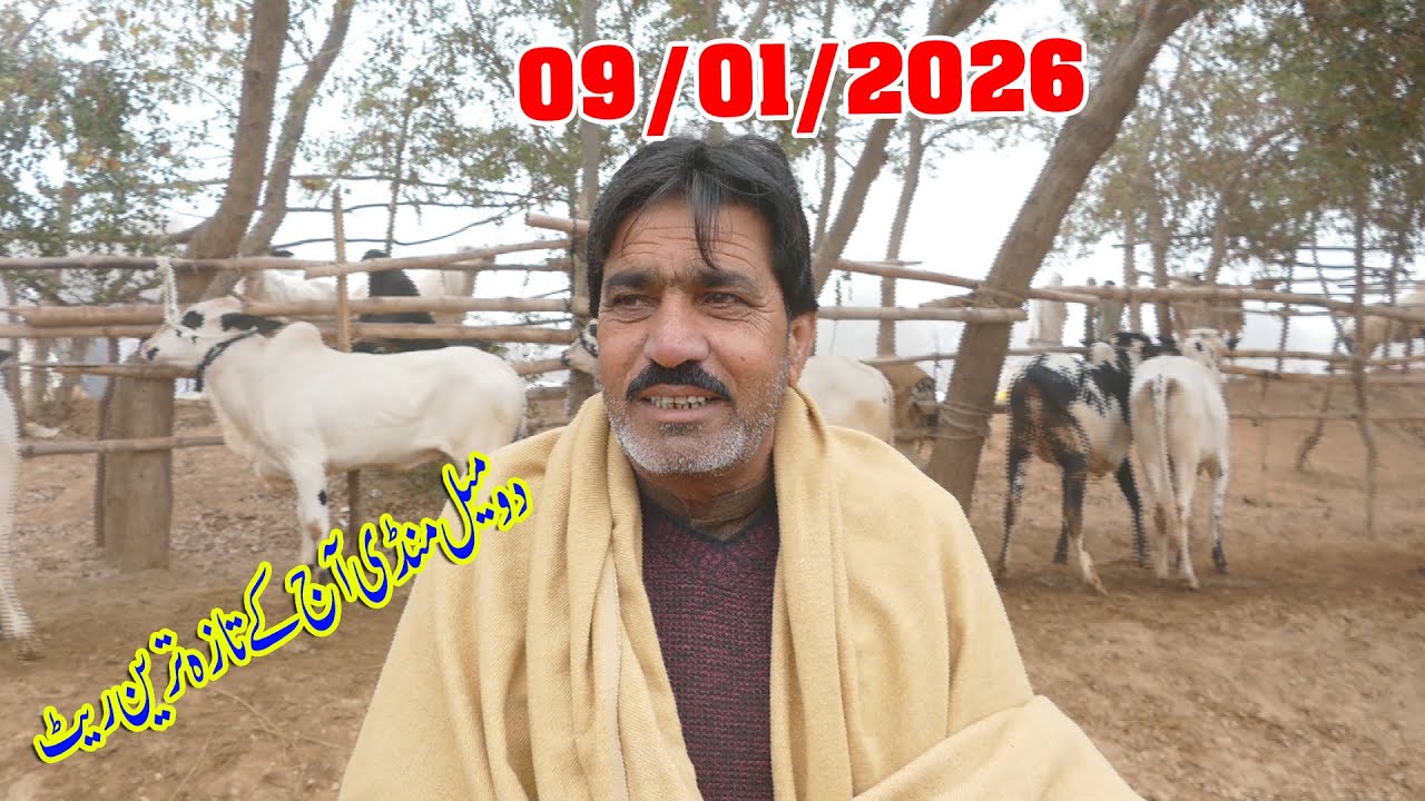 Today Domail Mandi Fatehjang Rate’s update09/Jan.2026-Part04Sunny Video Fateh Jang Cow Mandi 2026