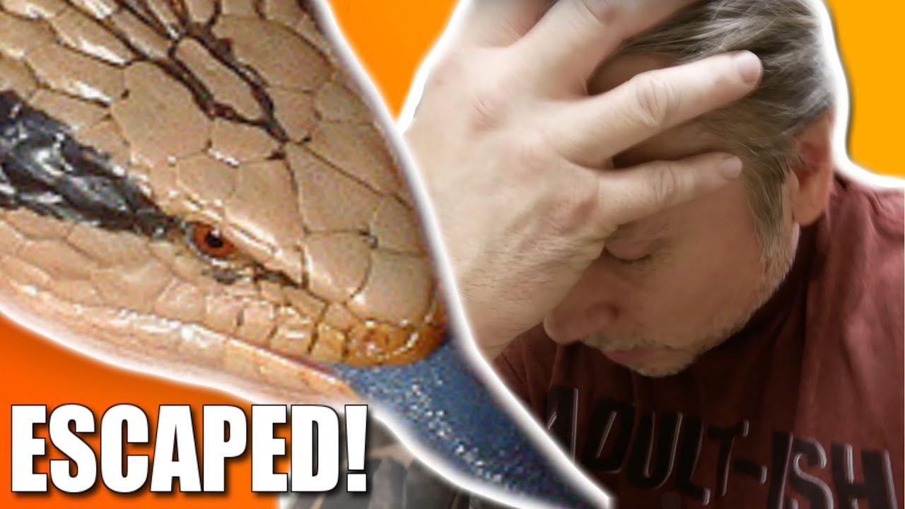 MY LIZARD (Potato) ESCAPED AT THE REPTILE ZOO!!! | BRIAN BARCZYK