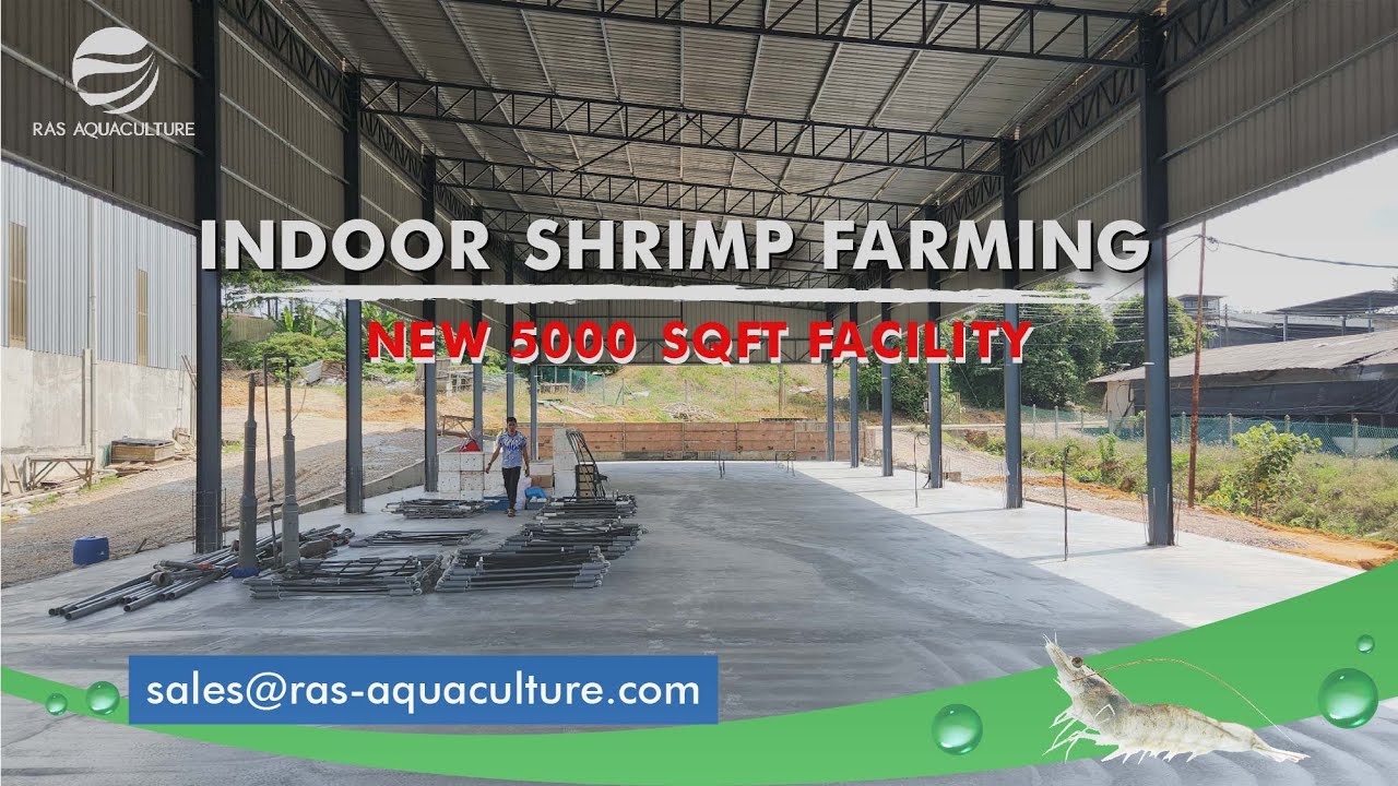 Setting up our new Indoor Shrimp Farm 100km from the Coast | Zero Water Exchange Shrimp Aquaculture