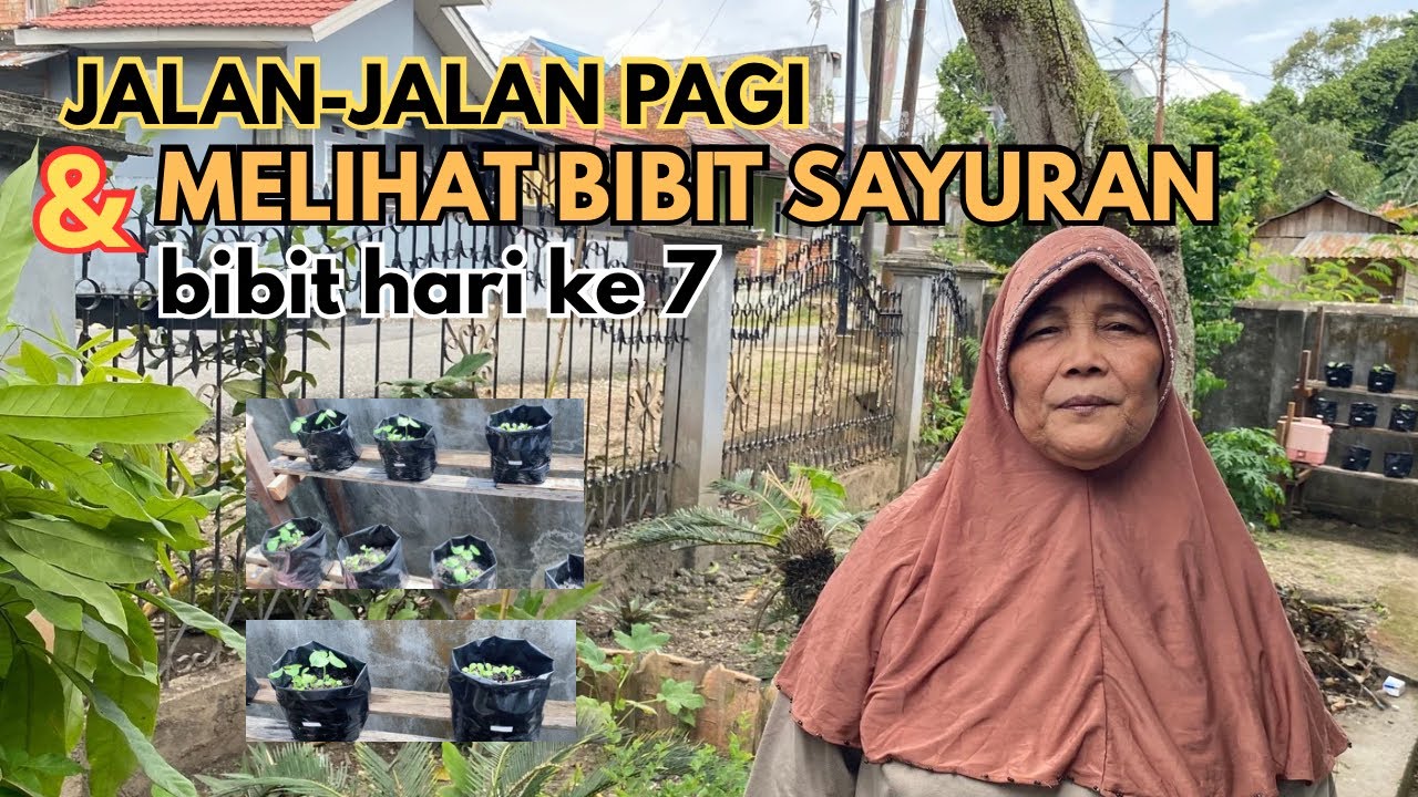 Jalan-Jalan Pagi dan Melihat Perkembangan Bibit Sayuran Dirumah #jalanpagi #berkebun #menanam