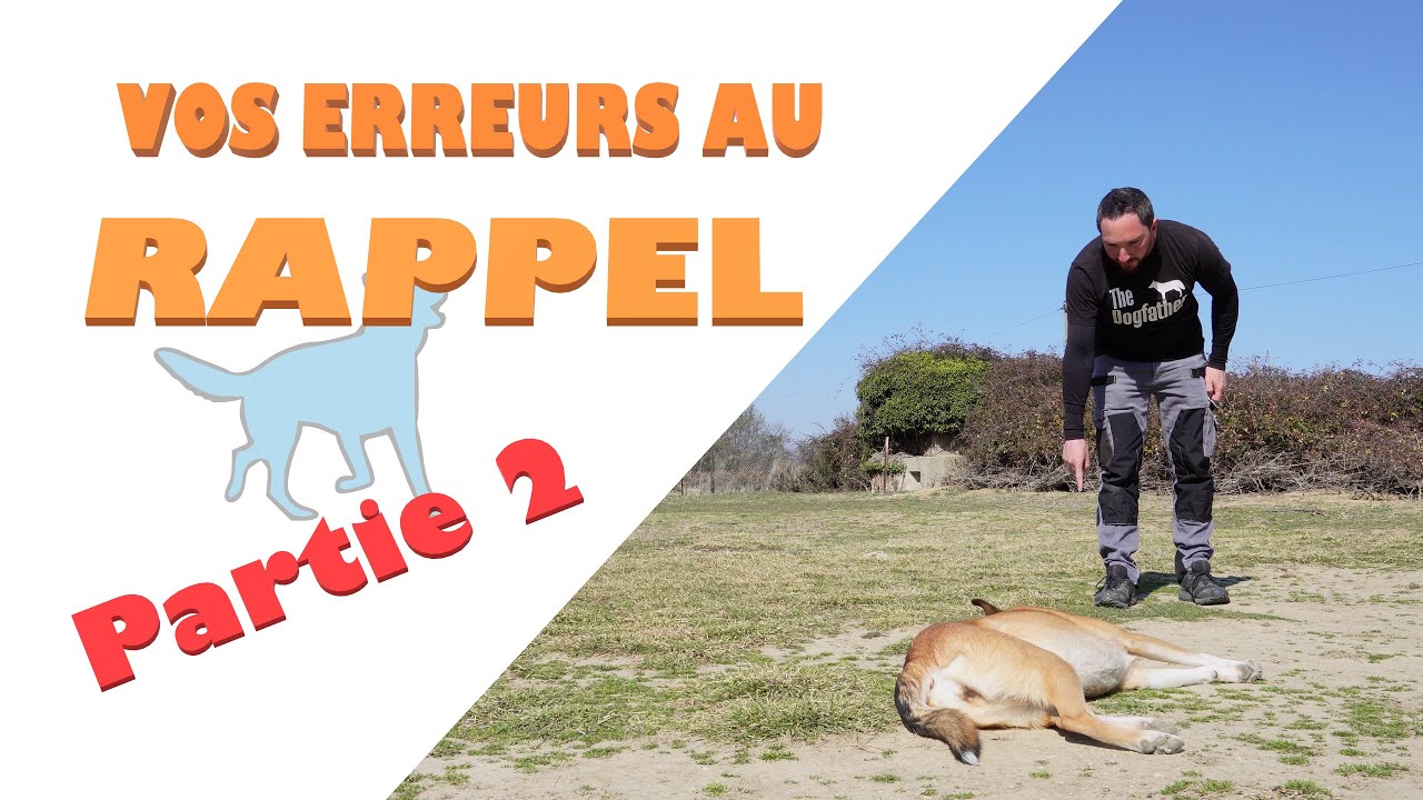 Vos ERREURS au RAPPEL ! Partie 2 : un probl&egrave;me de m&eacute;thode? (Question chien n&deg;11)