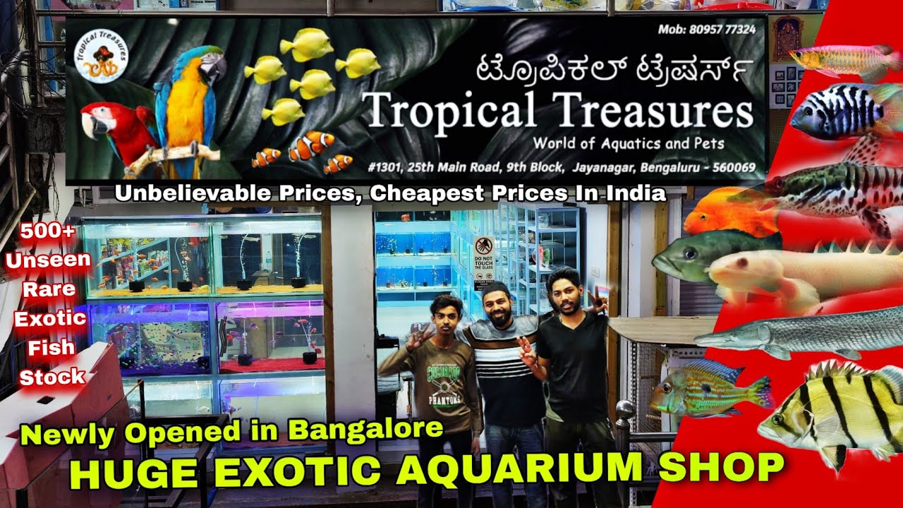 Tropical Treasures Aquarium Shop Newly opened in Bangalore , Huge Aquarium Fish Shop