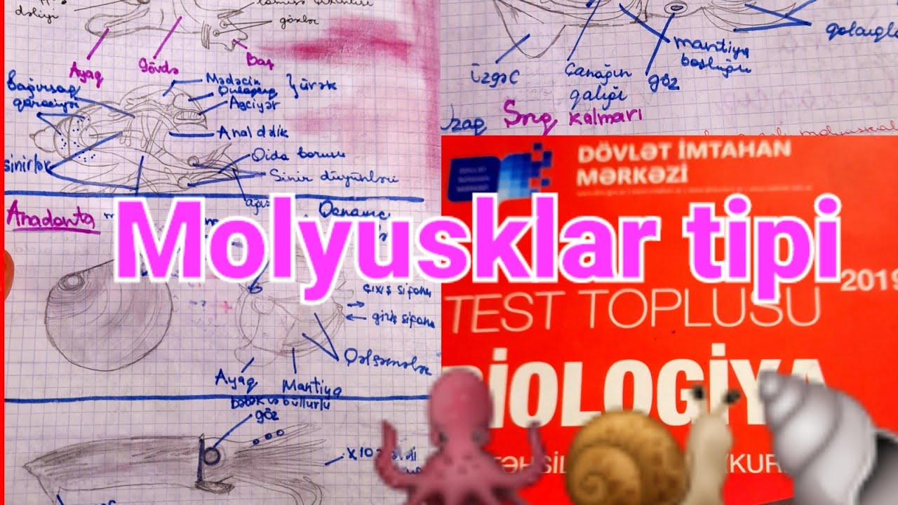 Molyusklar tipi-test toplusu-test izahi
