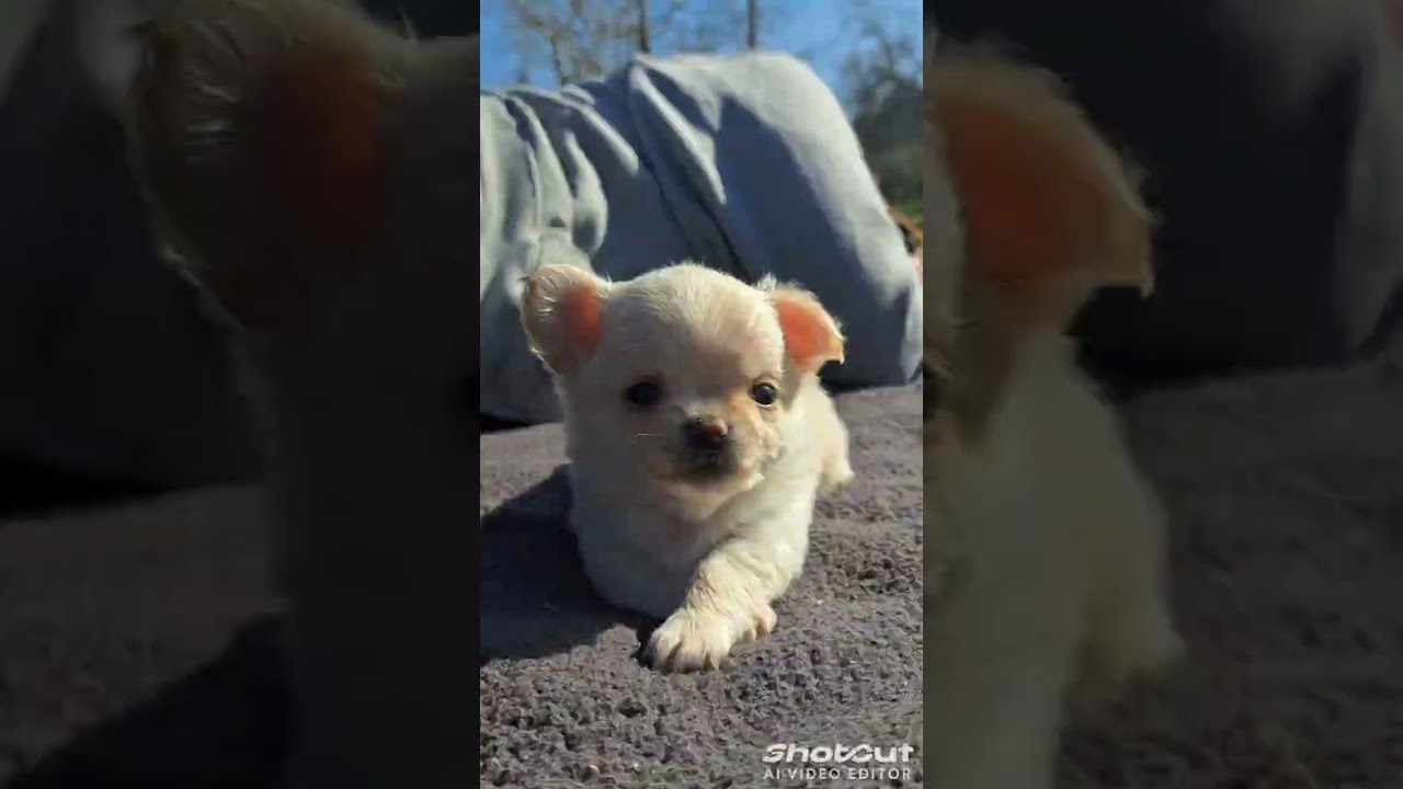 Show, Breed, Pet- что это значит?
