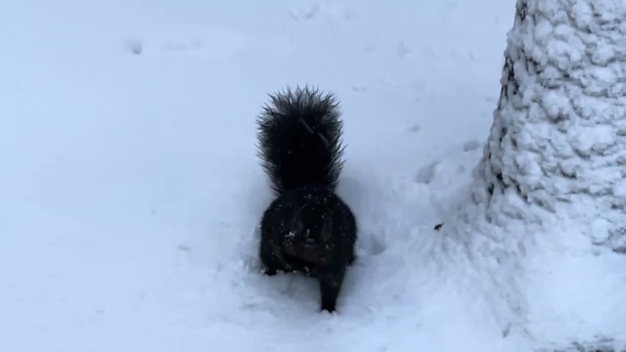 Nut Delivery in the Snow 