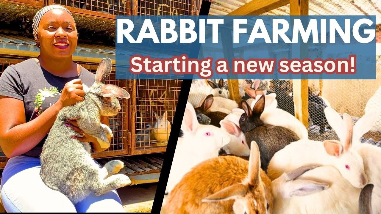 Внутри нашей прибыльной кроличьей фермы 🐇 | Как мы возобновляем цикл разведения кроликов!