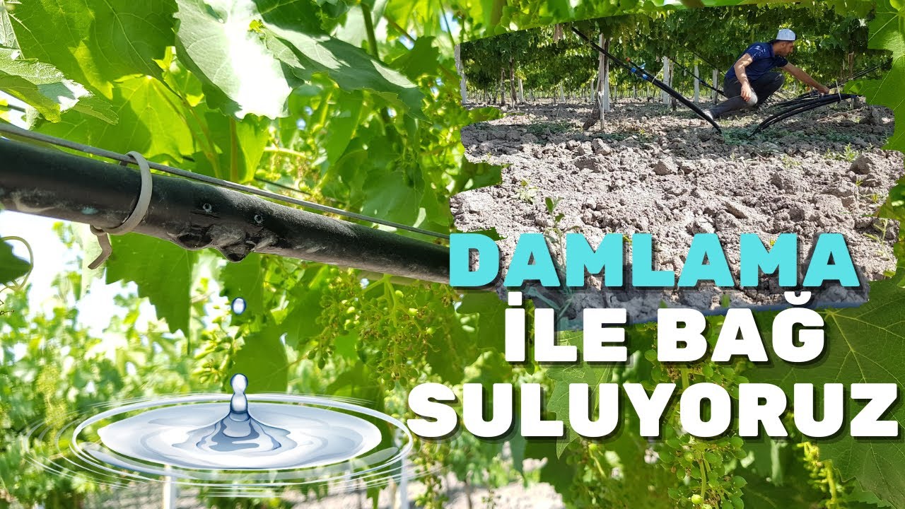 DAMLAMA SULAMA SİSTEMİYLE BAĞ SULUYORUZ! BAĞ SULAMA SİSTEMLERİ