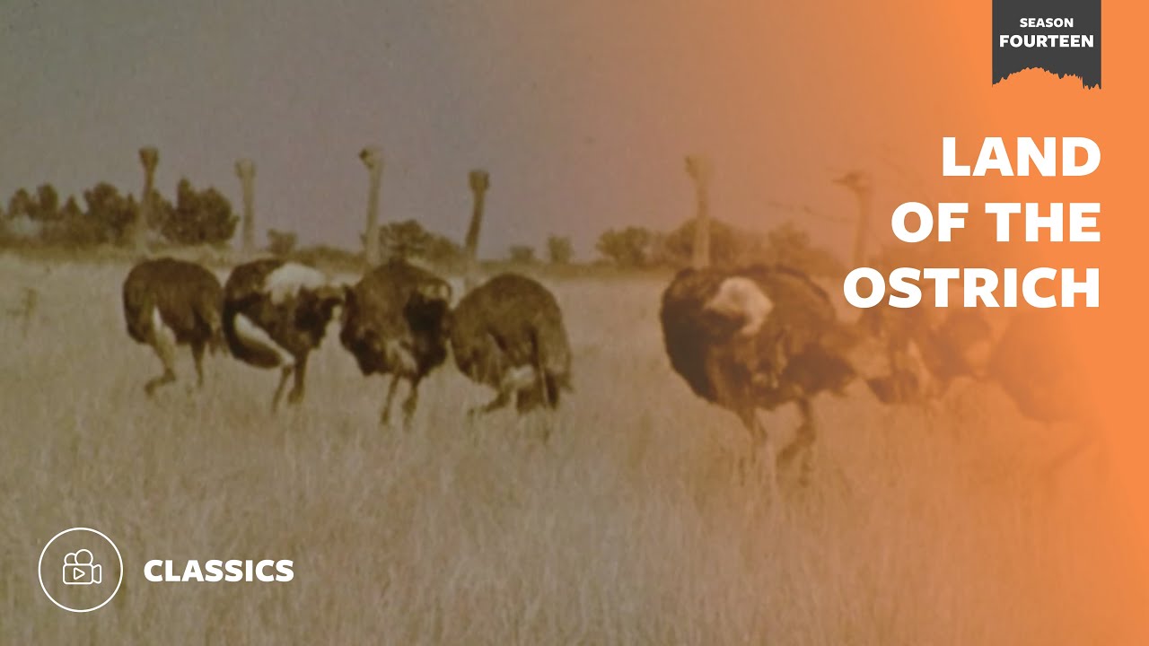 Земля страуса | Mutual of Omaha's Wild Kingdom