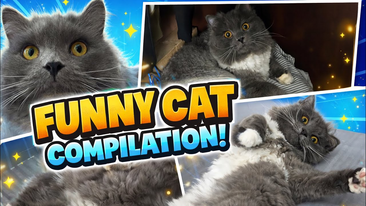 Funniest Cat Moments Ever! 😹 Fluffy Cat’s Cutest & Craziest Reactions