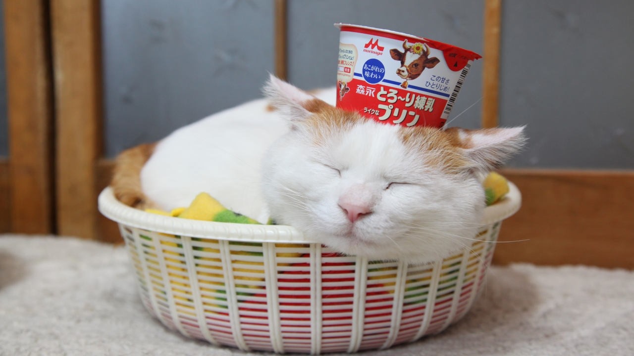 こたつのねこたちLIVE配信　　2026年3月7日