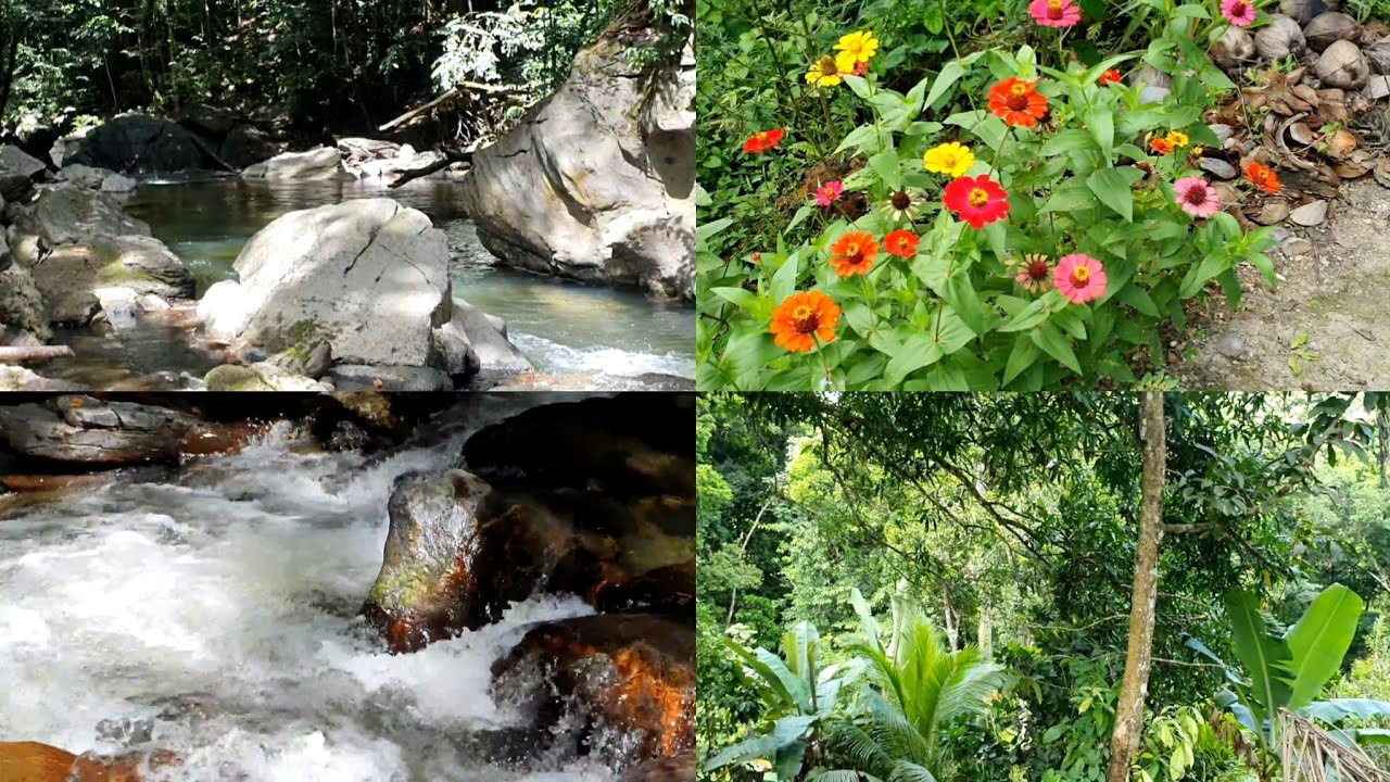 Exploring Salybia's Hidden Gem || Trinidad