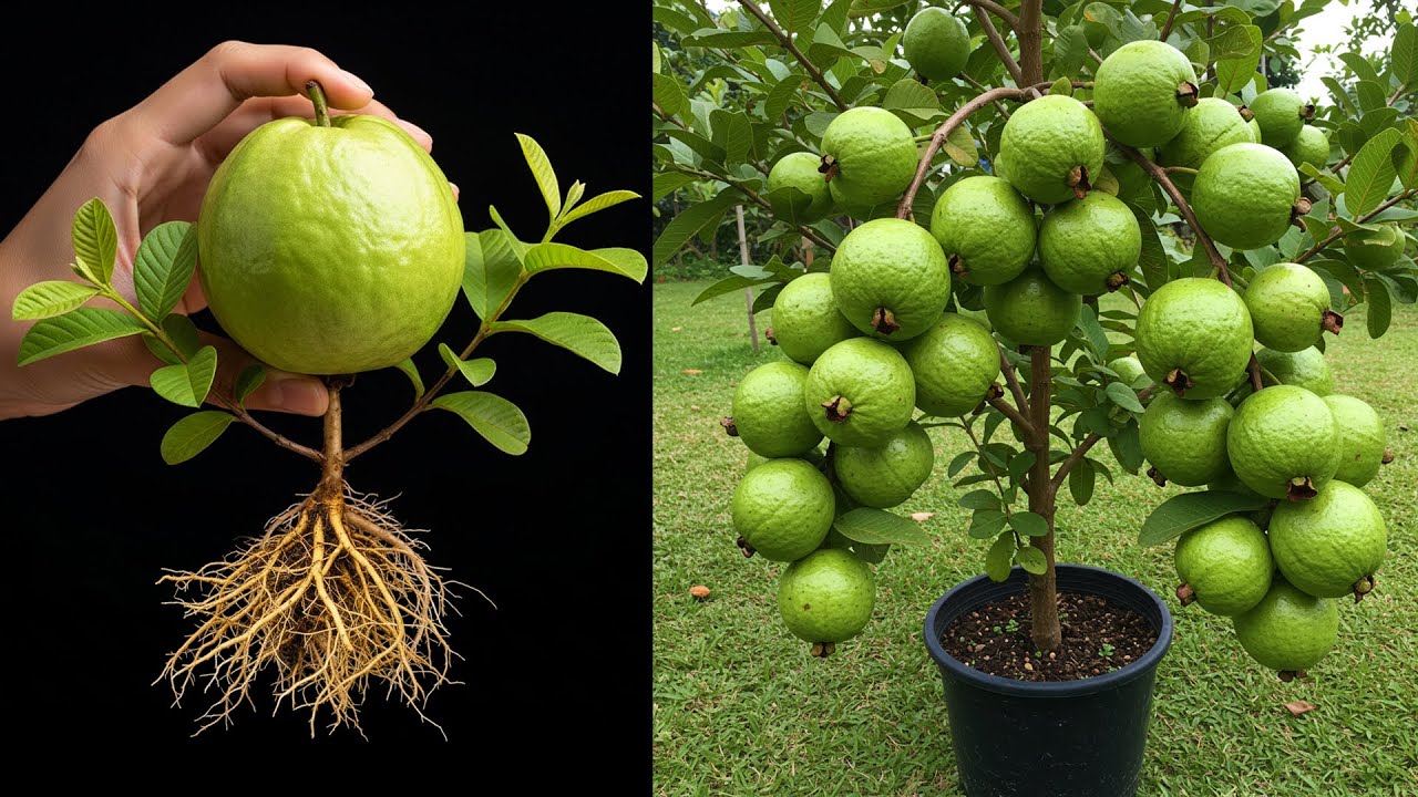 Amazing Guava Tree Propagation: Step-by-Step Guide #guava #fruit
