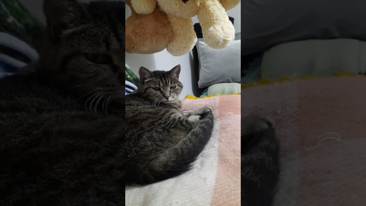 CharlieBear 🐈 was Live  December 27, 2025 _ came back home from  Christmas Trip. (26th)
