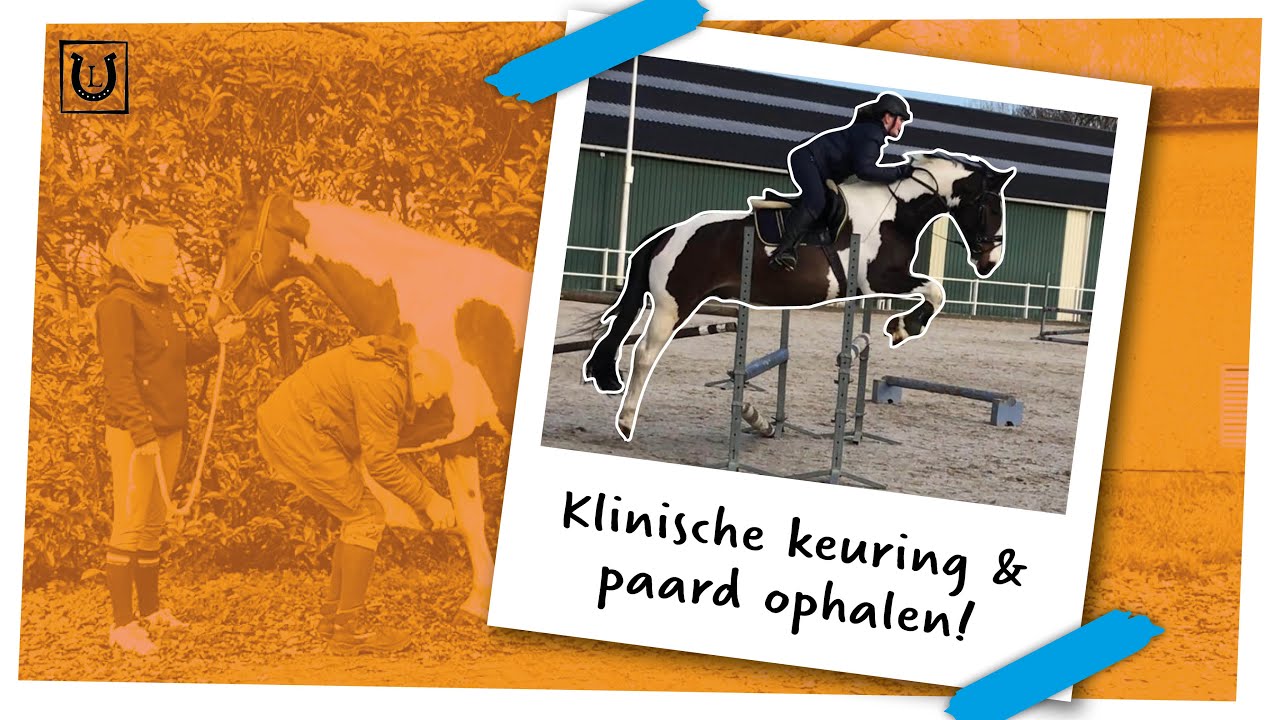 Klinische keuring & eigen paard ophalen! | EEN EIGEN PAARD #6 | likehorses