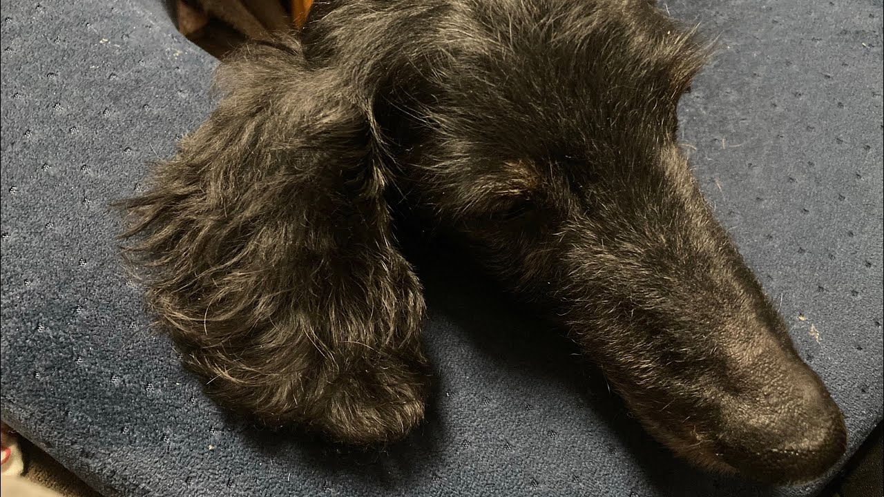 家族が風邪でダウン！その時きらくんは？朗犬きらくんは19歳！