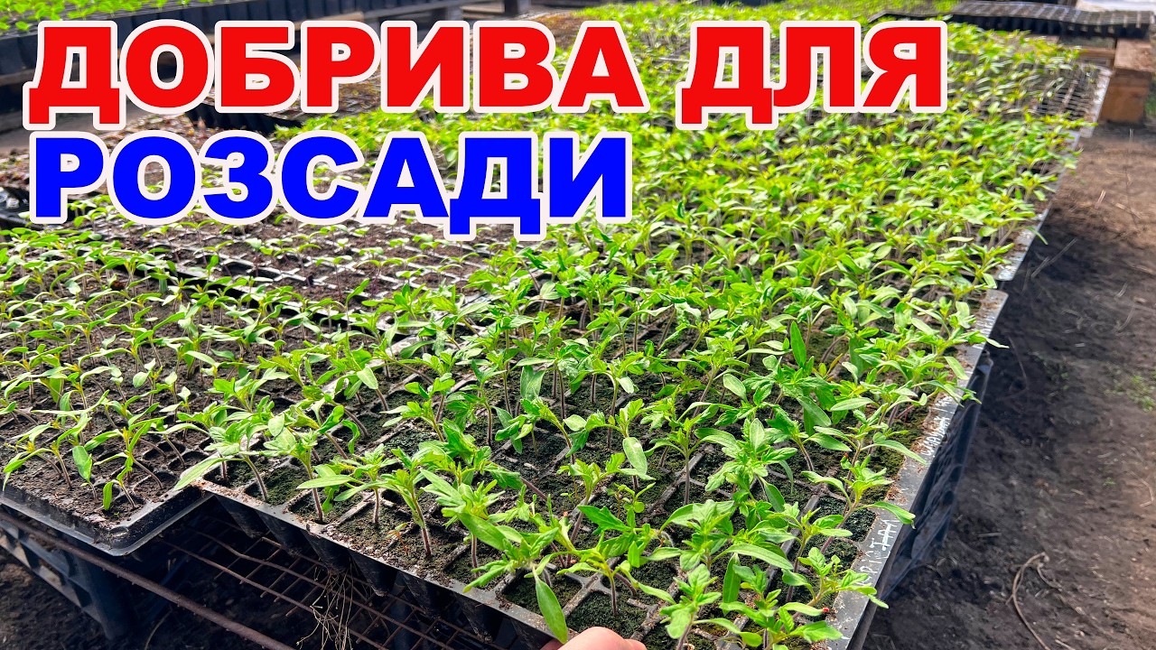 Чим підживити розсаду, щоб вона була товста та зелена ?