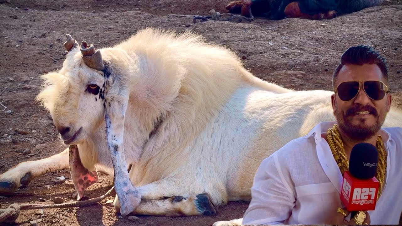The Best of the Best Andul Goats of MD Goat Farm Mumbai
