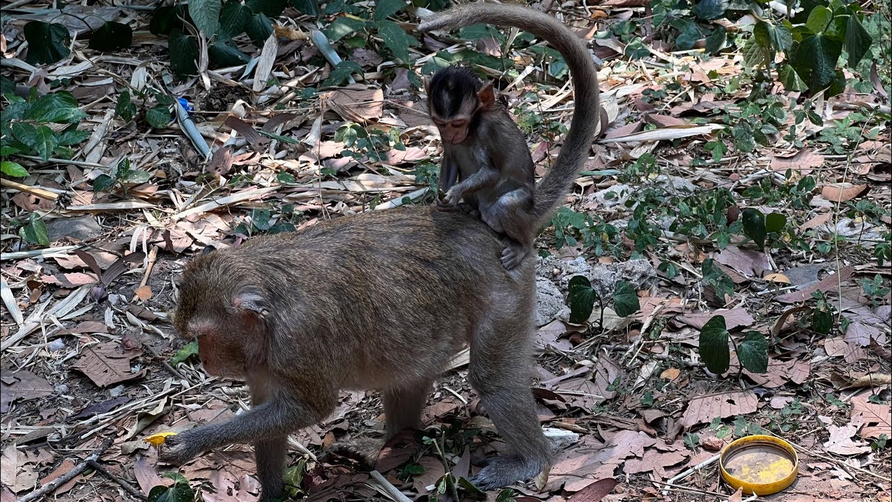 🐵 LIVE Monkey World: Funny, Cute & Natural Monkey Moments