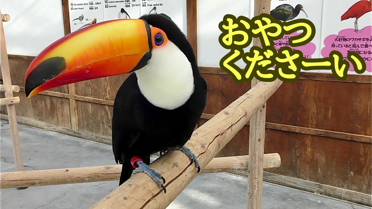 オニオオハシ　おやつをくれる人を待っています【掛川花鳥園】Toco toucan Kakegawa Garden 