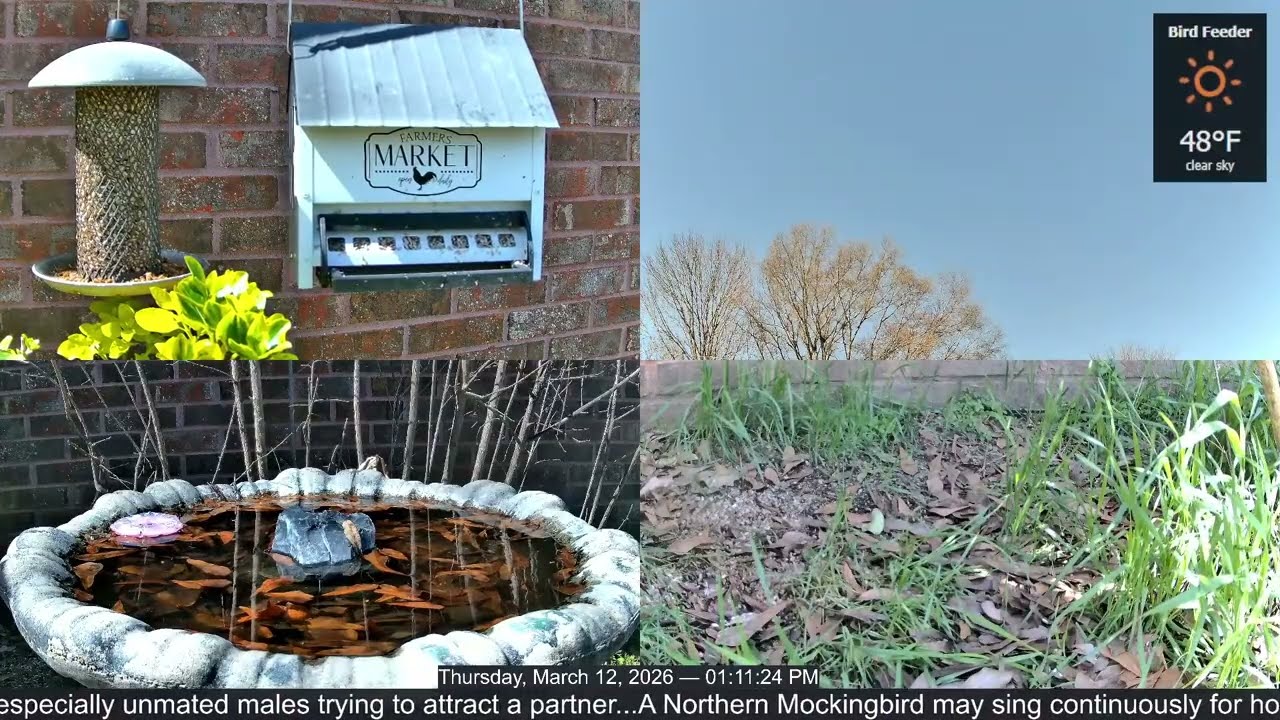 LIVE Bird Feeder Cam | Flock Around the Clock 🐦 | 3/12/2026