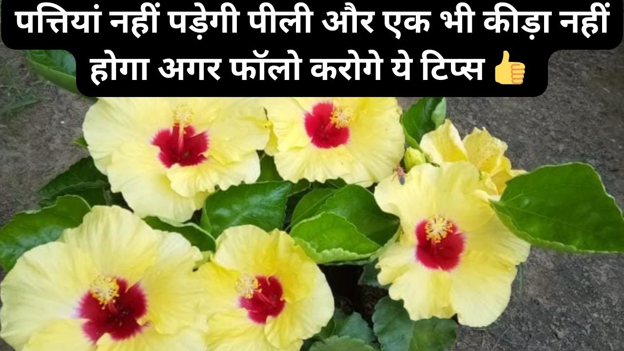 Hibiscus देगा पत्तियों से ज्यादा फूल, Hibiscus flower yellow leaves,  mealybugs treatment.