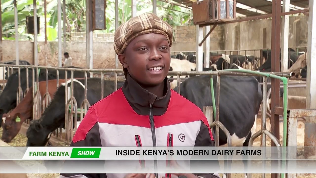 Modern dairy farming for efficient production - part 2 Dairy Farming