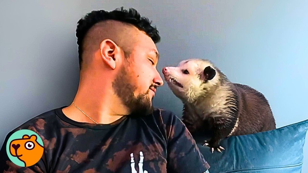 Man Brings Home a Rescue Opossum. They Become BFFs | Cuddle Buddies