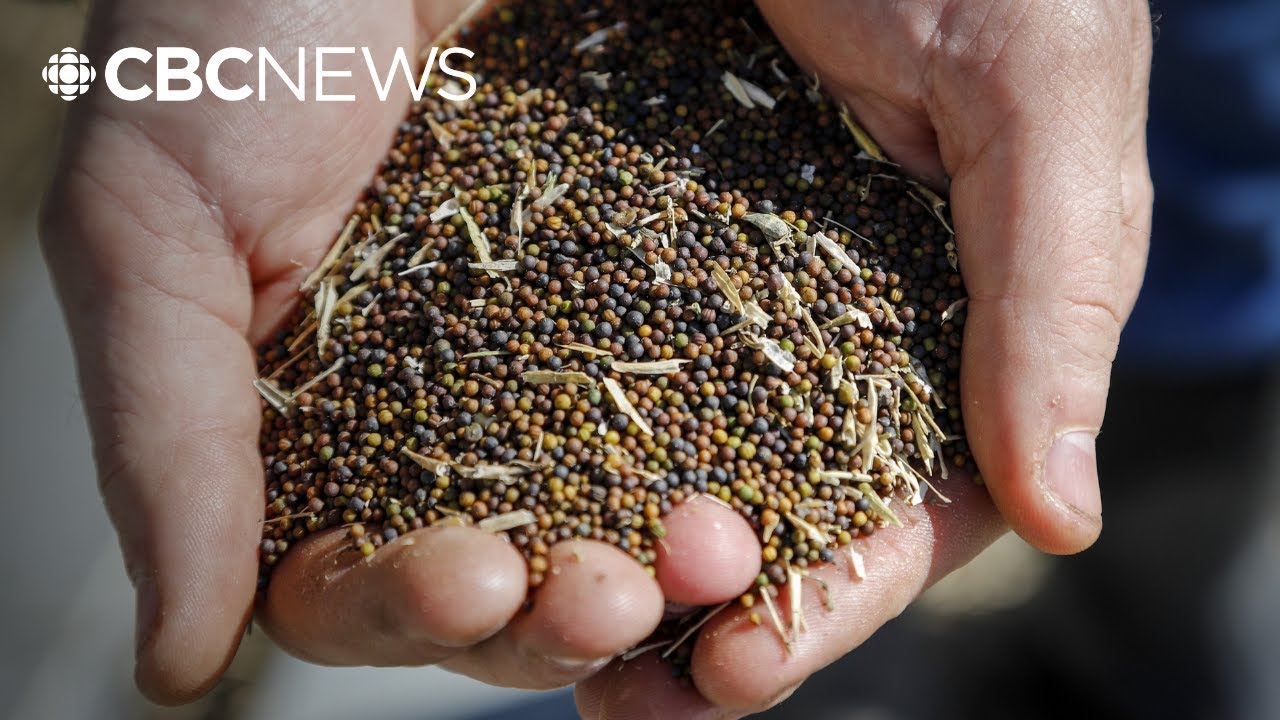 Sask. looking for new canola export markets as farmers suffer from Chinese, U.S. tariffs