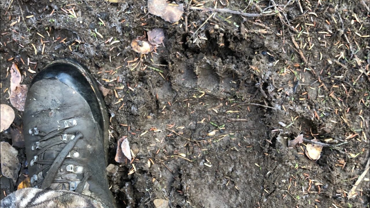 A Crazy Day Guiding Bears