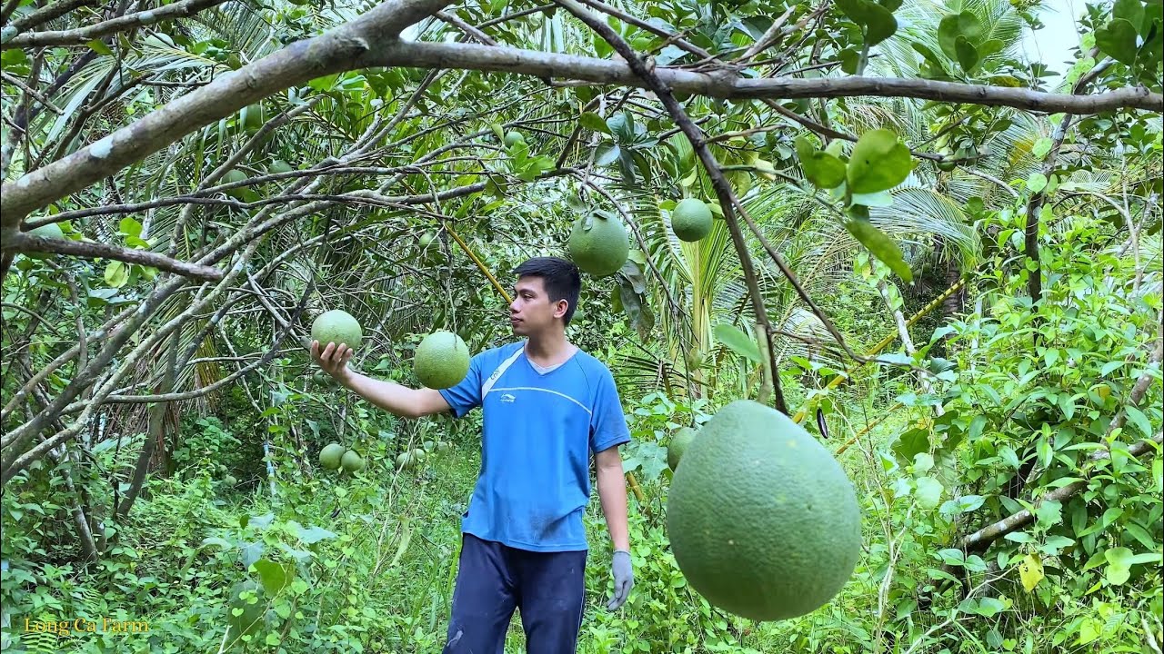 Fertilize grapefruit trees to produce more fruit, grass cut for cows to eat | Long Ca Farm