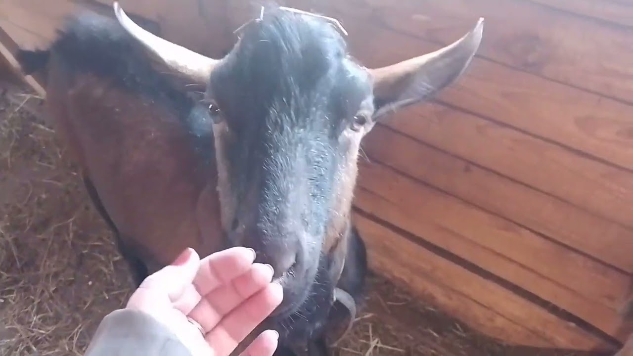 Новости с моей фермы#goat #shortvideo #animals #деньвдеревне #животные