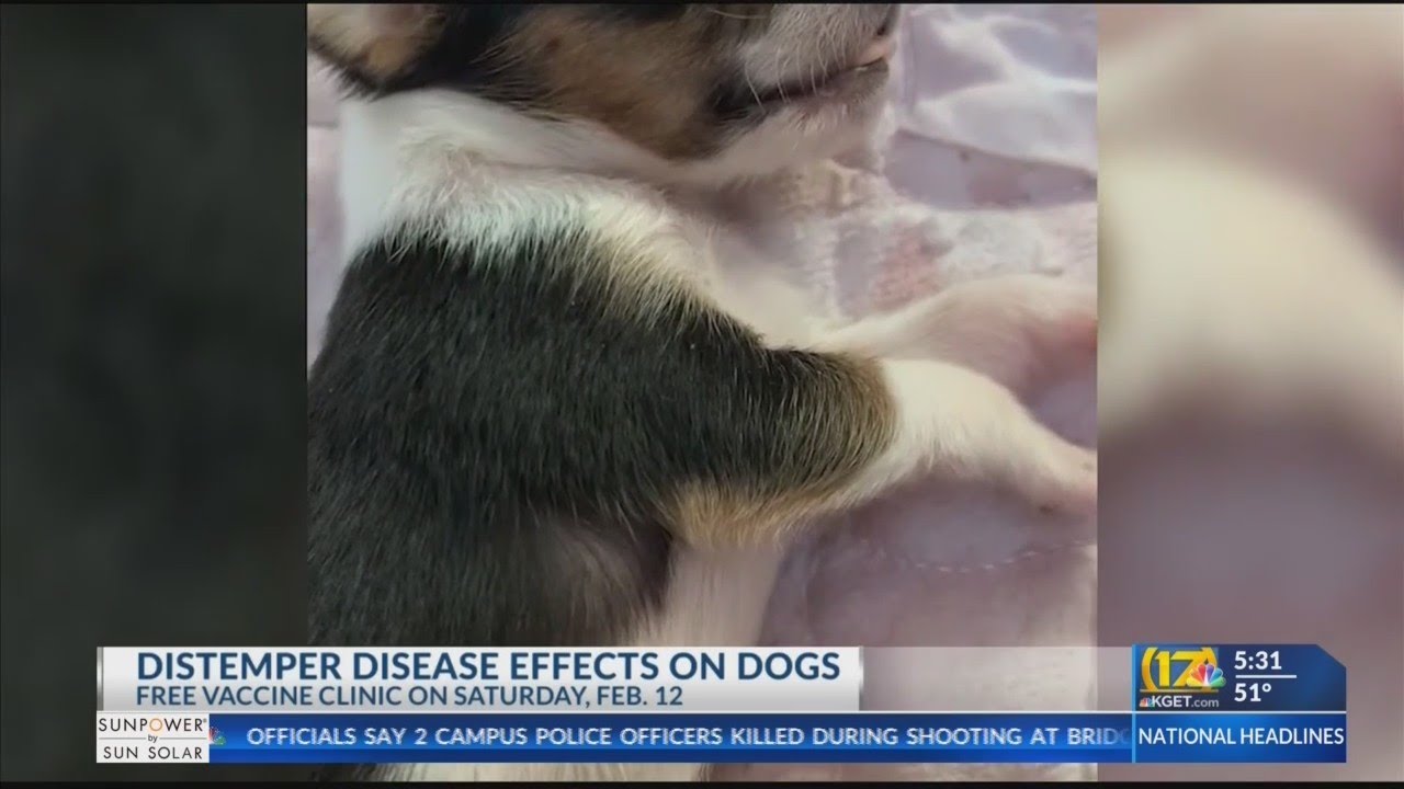 Distemper disease effects on dogs