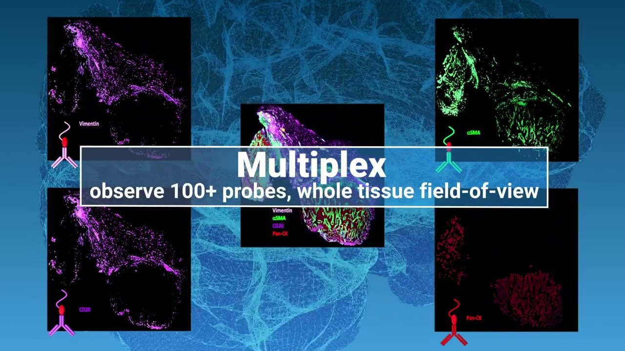 MALDI HiPLEX-IHC