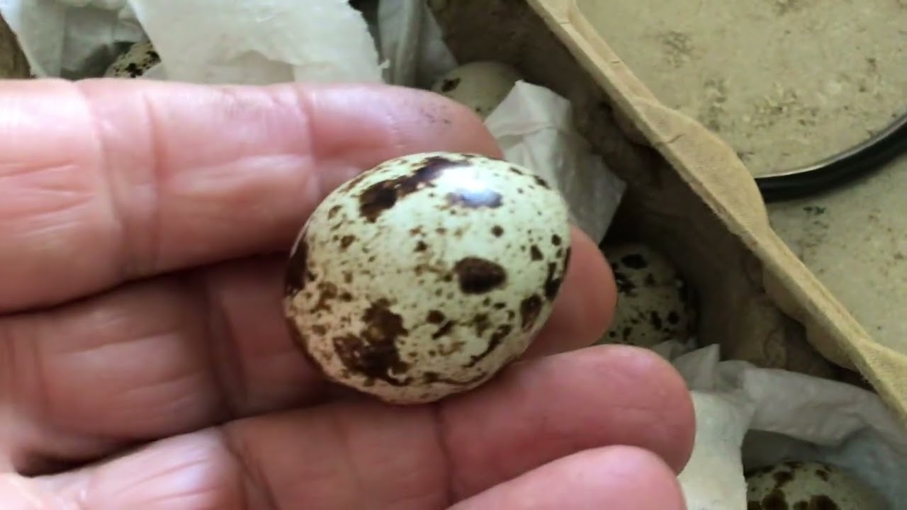 very first Quail hatching ! 