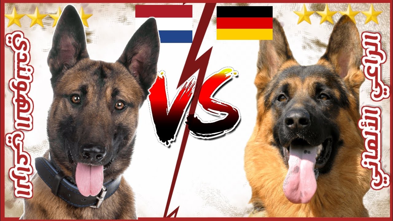 مقارنة الشاملة بين الجيرمن شيبرد Vs الراعي الهولاندي ||  German Shepherd VS Dutch Shepherd