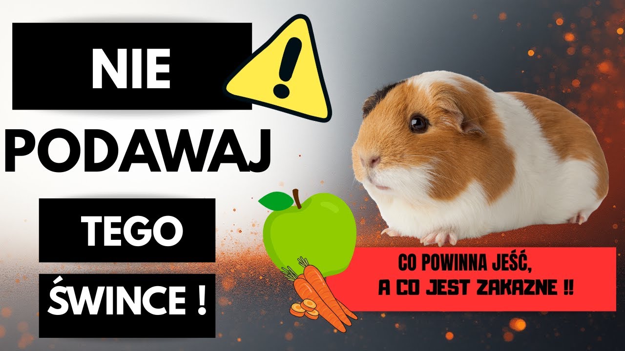 Co powinny jeść świnki morskie, a czego absolutnie im NIE podawać! #świnkamorska #dietaświnki