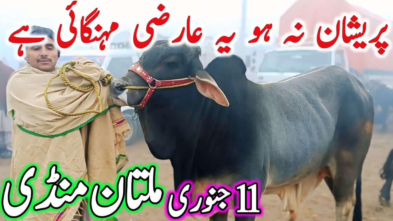 Today Multan Cow Mandi Latest Update 2025| Sahiwal Cholistani Bachre & Brahman Cows | Cow Mandi 2026