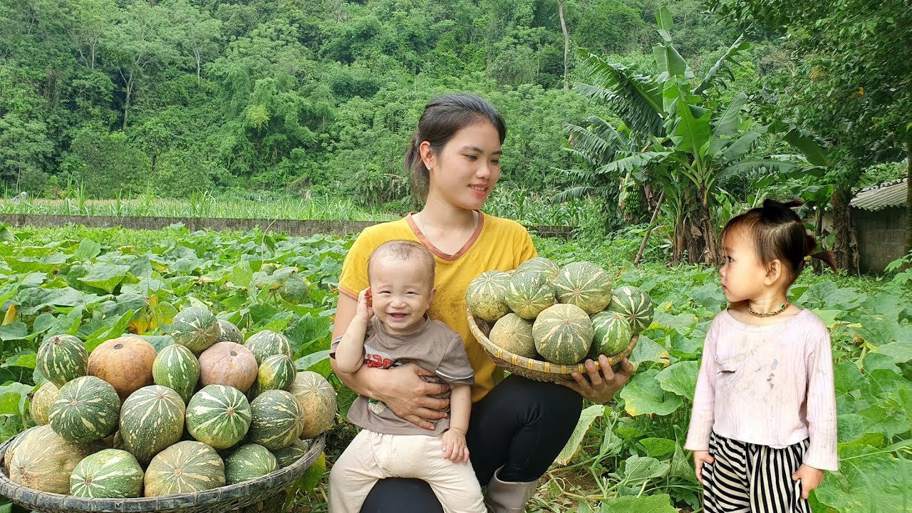 Single girl: Harvesting Pumpkins to sell at the market & Cook food for pigs | Trieu Thi Thuy