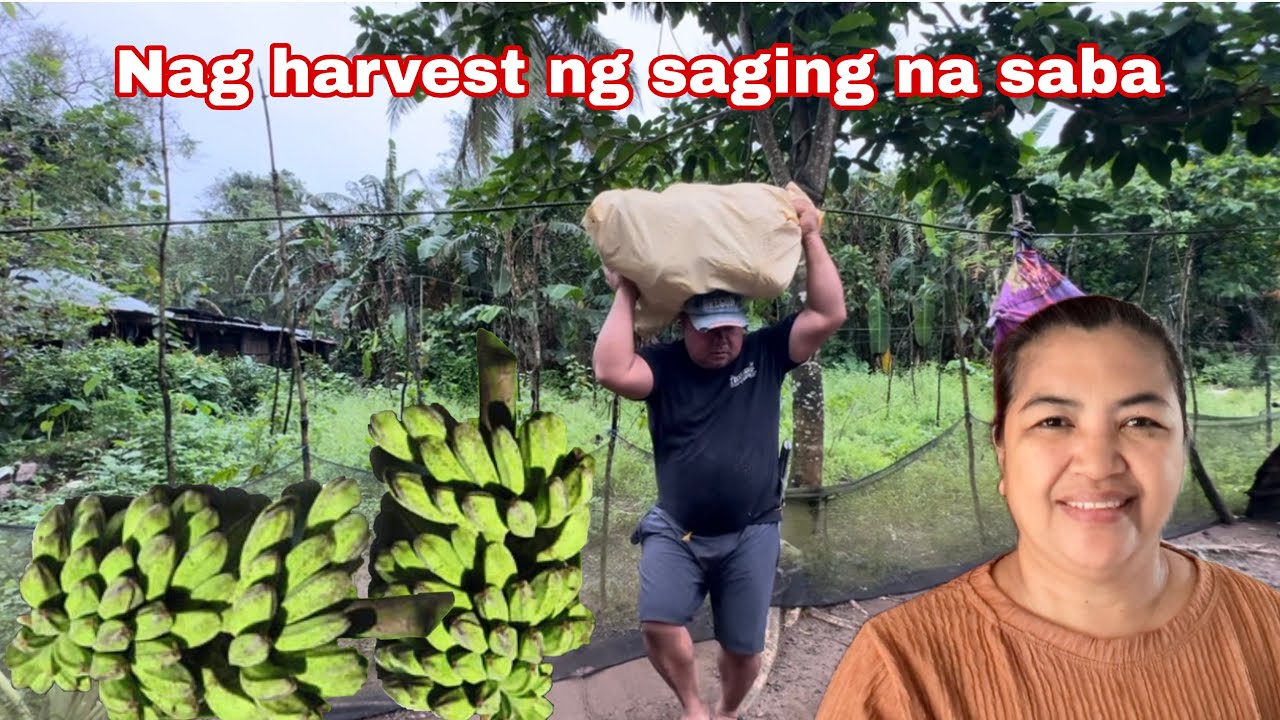 Nag harvest ng Saging na saba + Nakipag birthdeyan kay Seth at Becca 