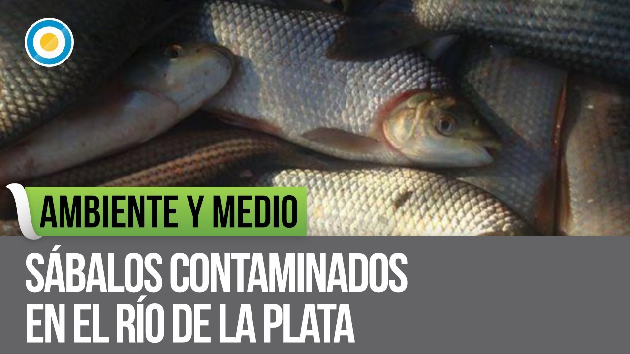 Sábalos contaminados en el Río de la Plata en Ambiente y medio