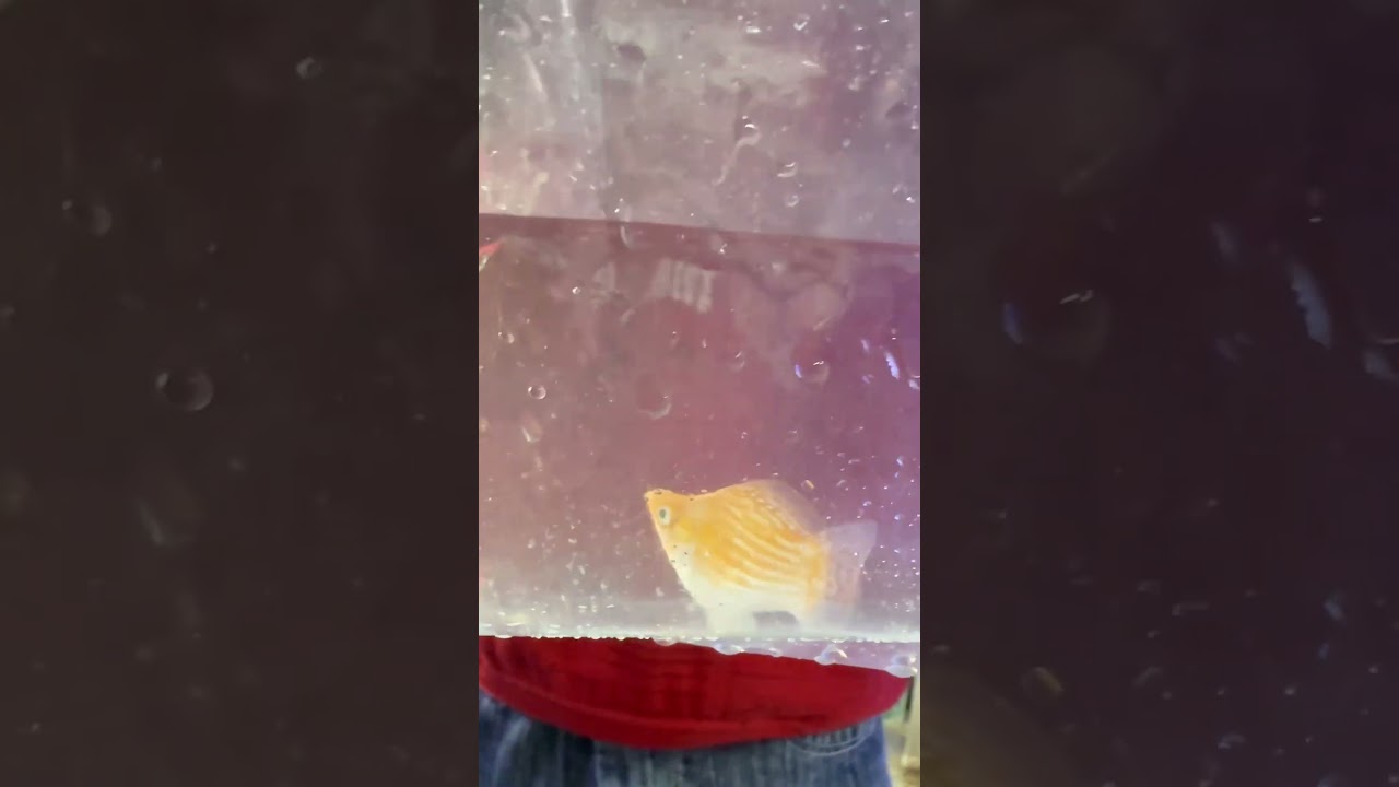 Baloon molly 