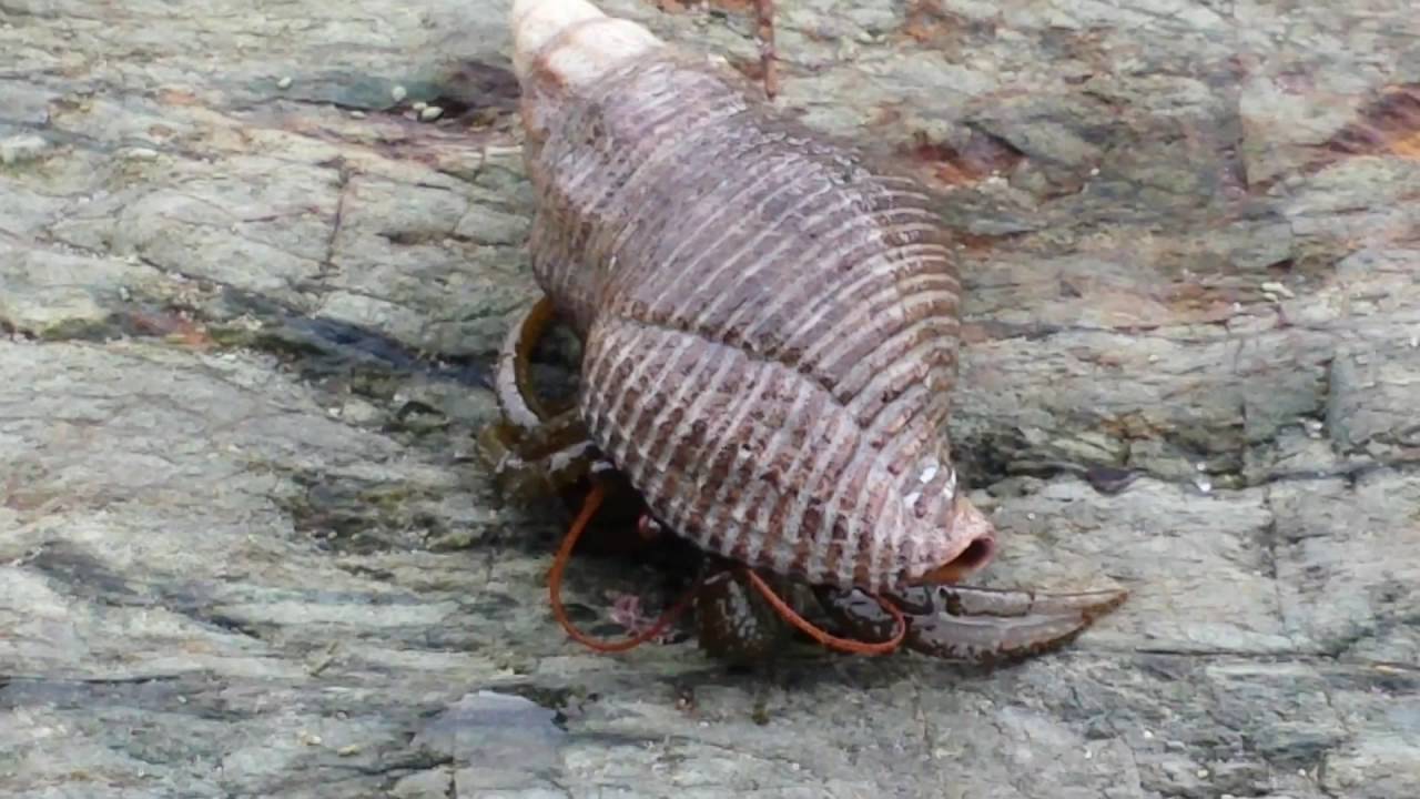 Ramiojo vandenyno krabai