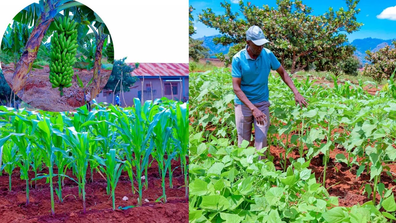 KILIMO KINAVYOLIPA KWA UWEKEZAJI KILINDI