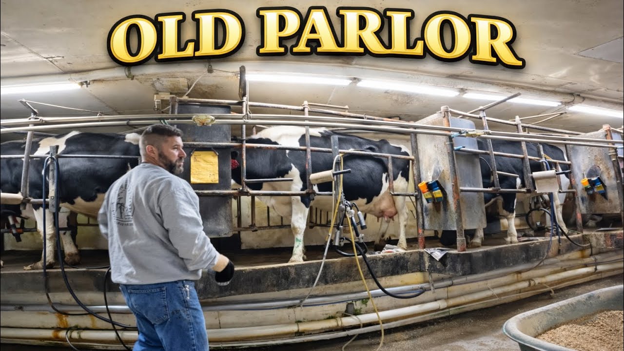 Milking Cows!