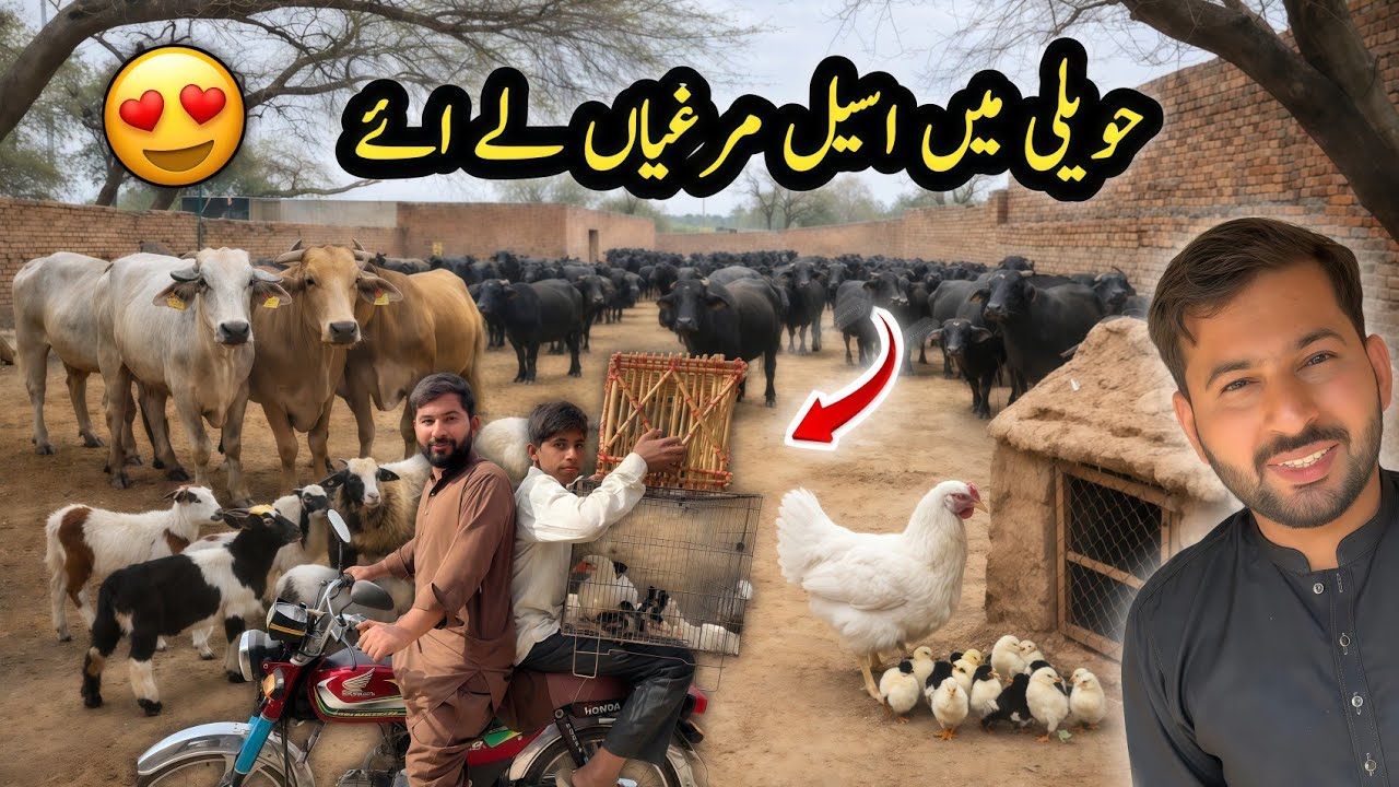 Haweli Main New Kia Chezz Agai 😍 Aseel Murgi Ly Aye | Village Life Vlog | Shazyy Vlog 