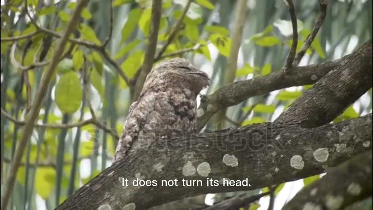A short tales of  the great potoo bird