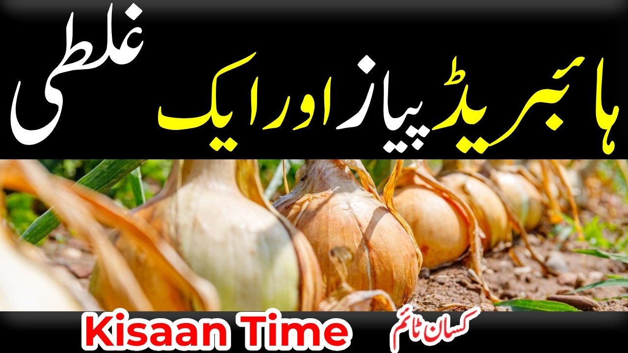 ہائبریڈ پیاز اور ایک غلطی ، Hybird payaz ki kasht aur aik ghalti کسان ٹائم kisan time onion farming
