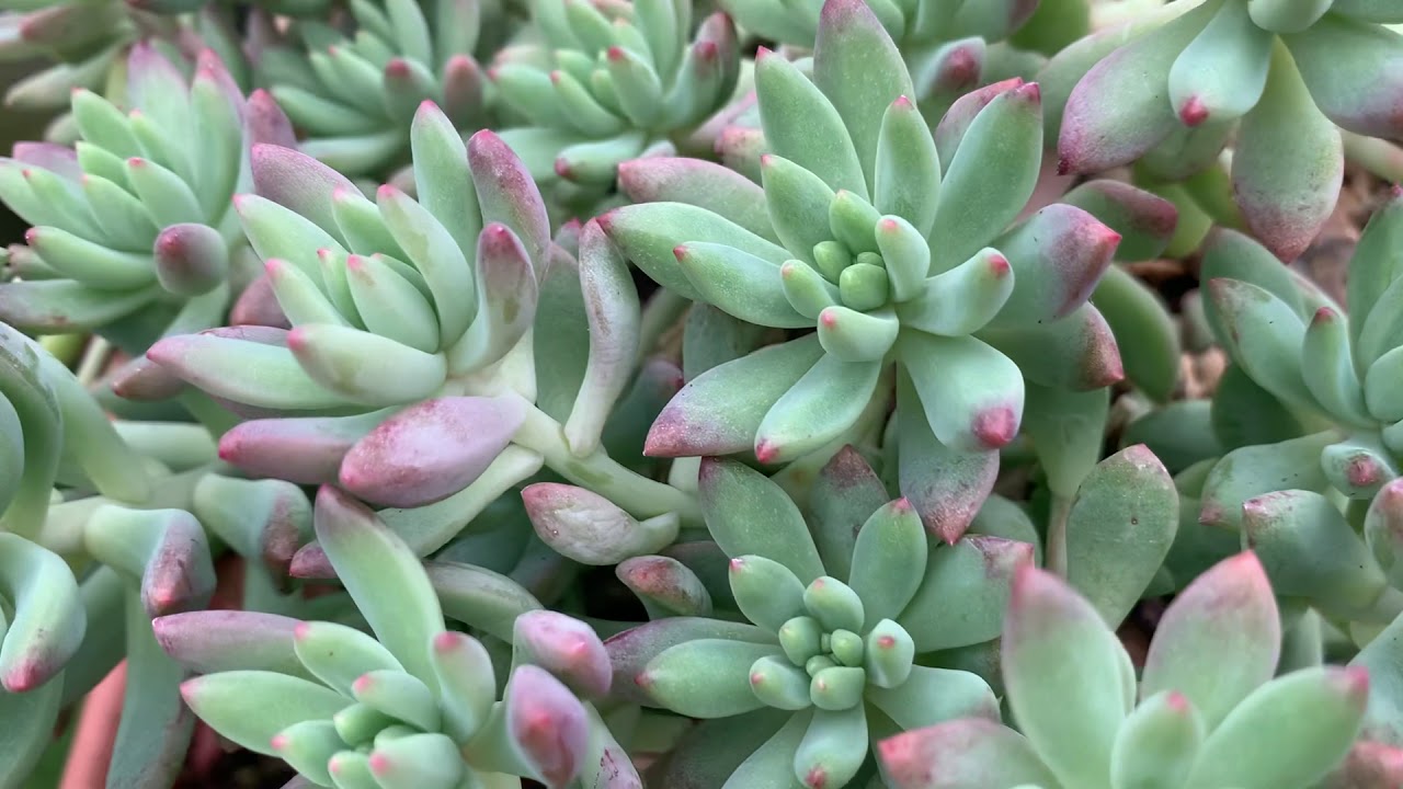 Is this plant succulent Blue Elf ? Pls help .